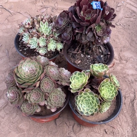 823多肉植物组合，