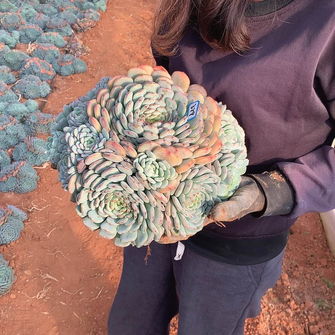 P***l379白胖子白胖子 一物一拍