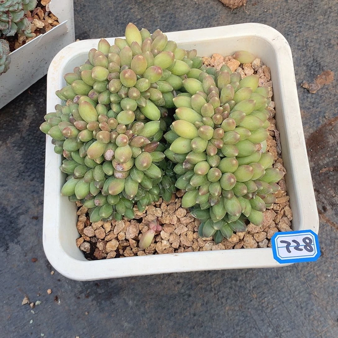 728千代田 一物一拍多肉