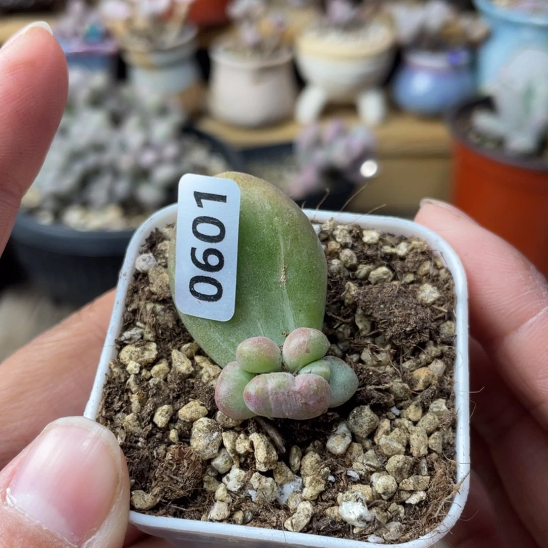 乌里韦亚多肉植物