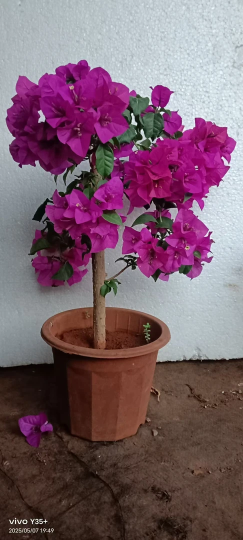 安格斯云南紫三角梅室内盆栽基地直发养花植物绿植绿植盆栽