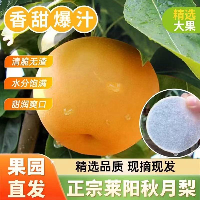 只做正宗莱阳秋月梨正宗特级特甜山东莱阳特产原产地批发
