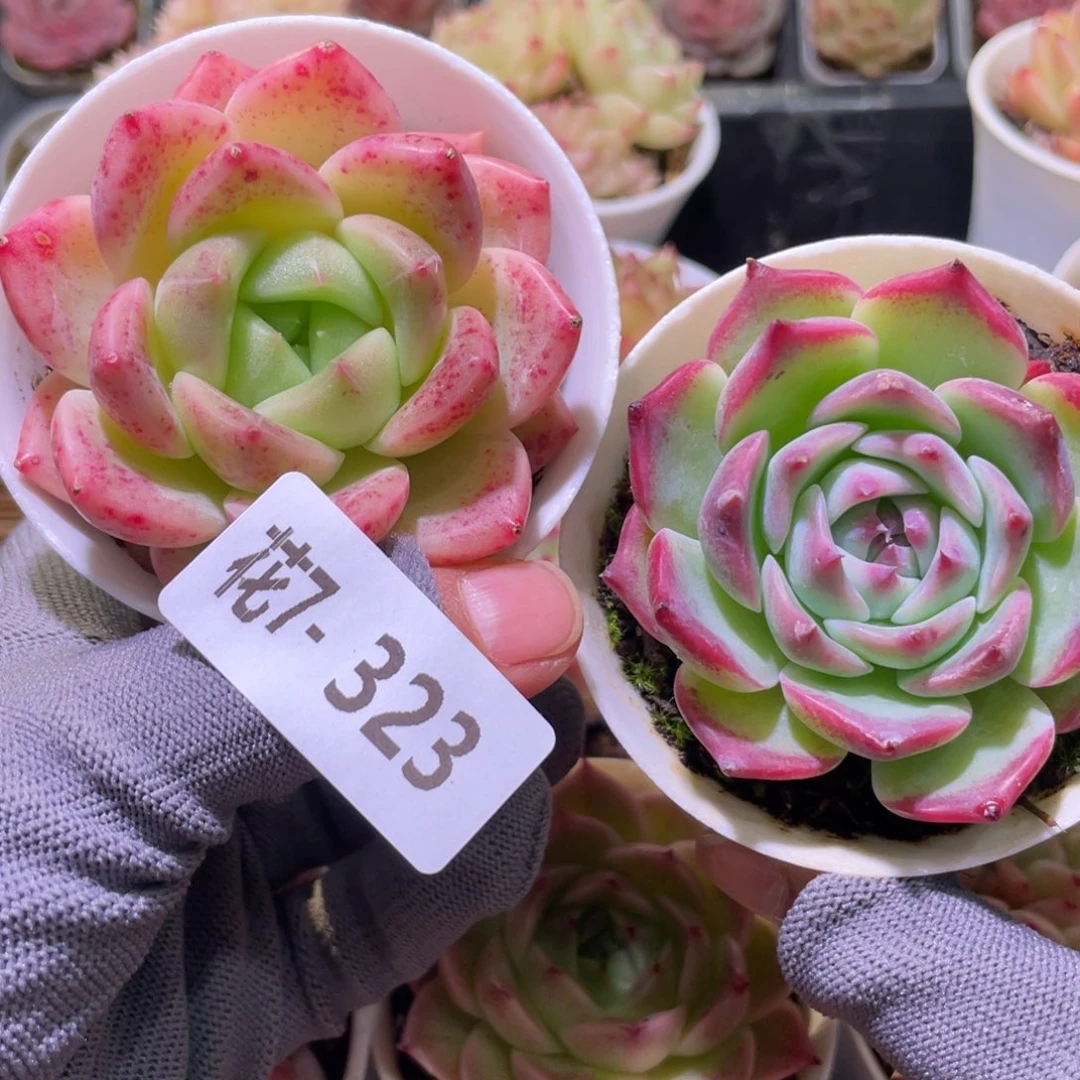 花利美7-323多肉2颗