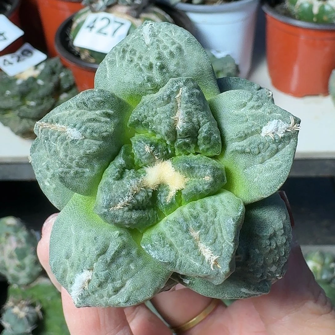 全部花朵龟甲怒461