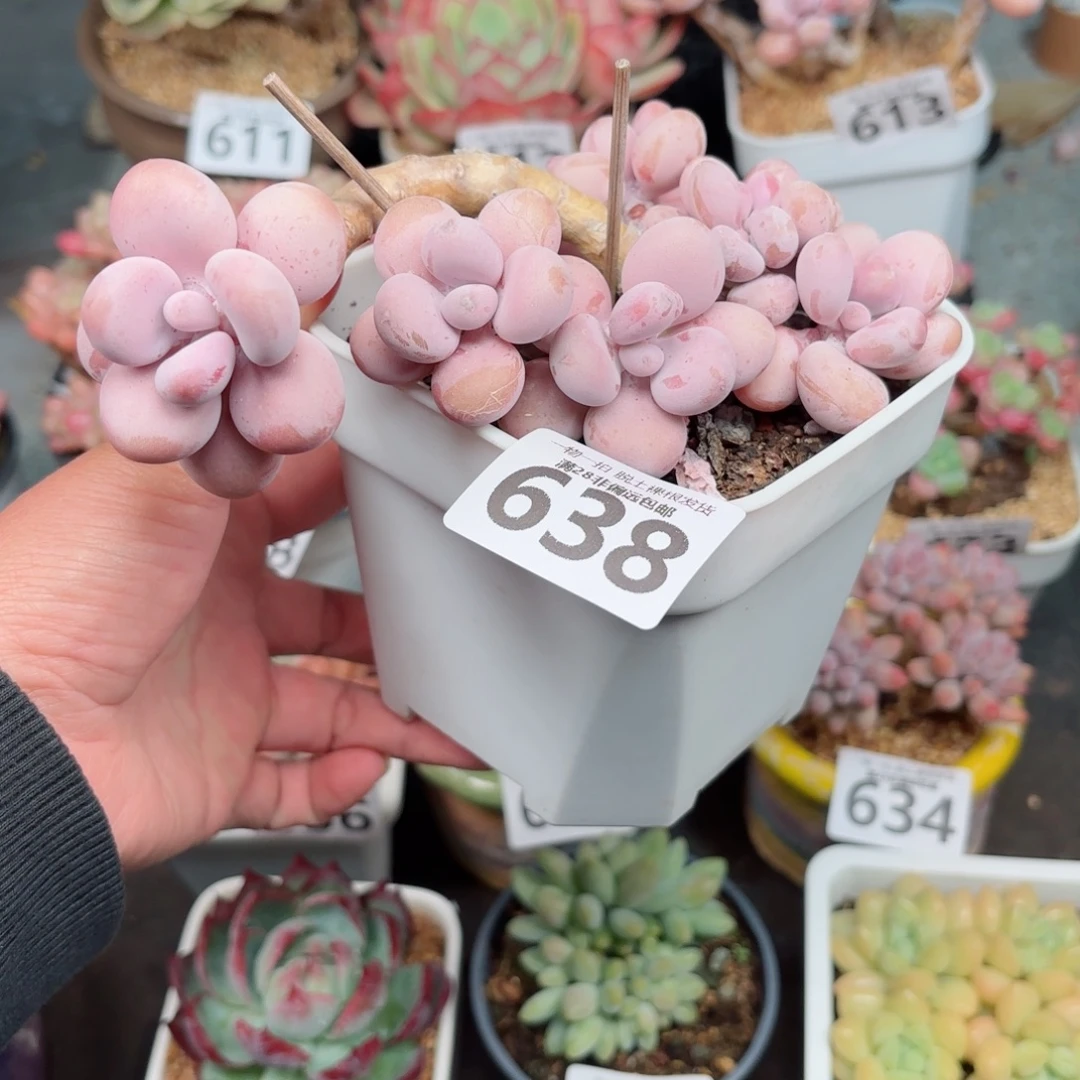 大桃蛋老桩无盆土发货