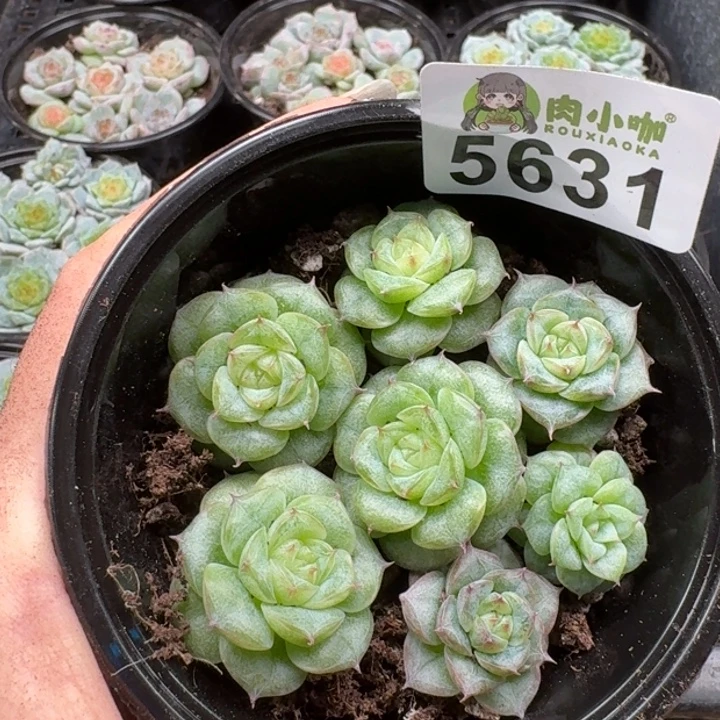 暖****多肉植物多肉植物