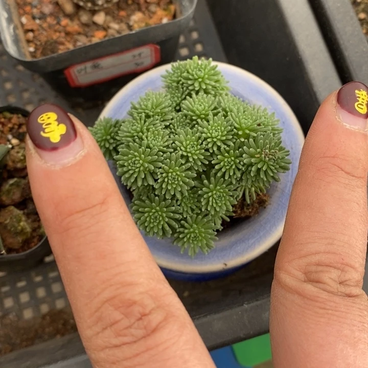 福***林伯克利和格蕾纳等著名音乐家