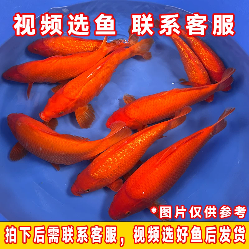 银鳞普麟红芥子锦鲤活体30-40cm不挑公母随机择优发货