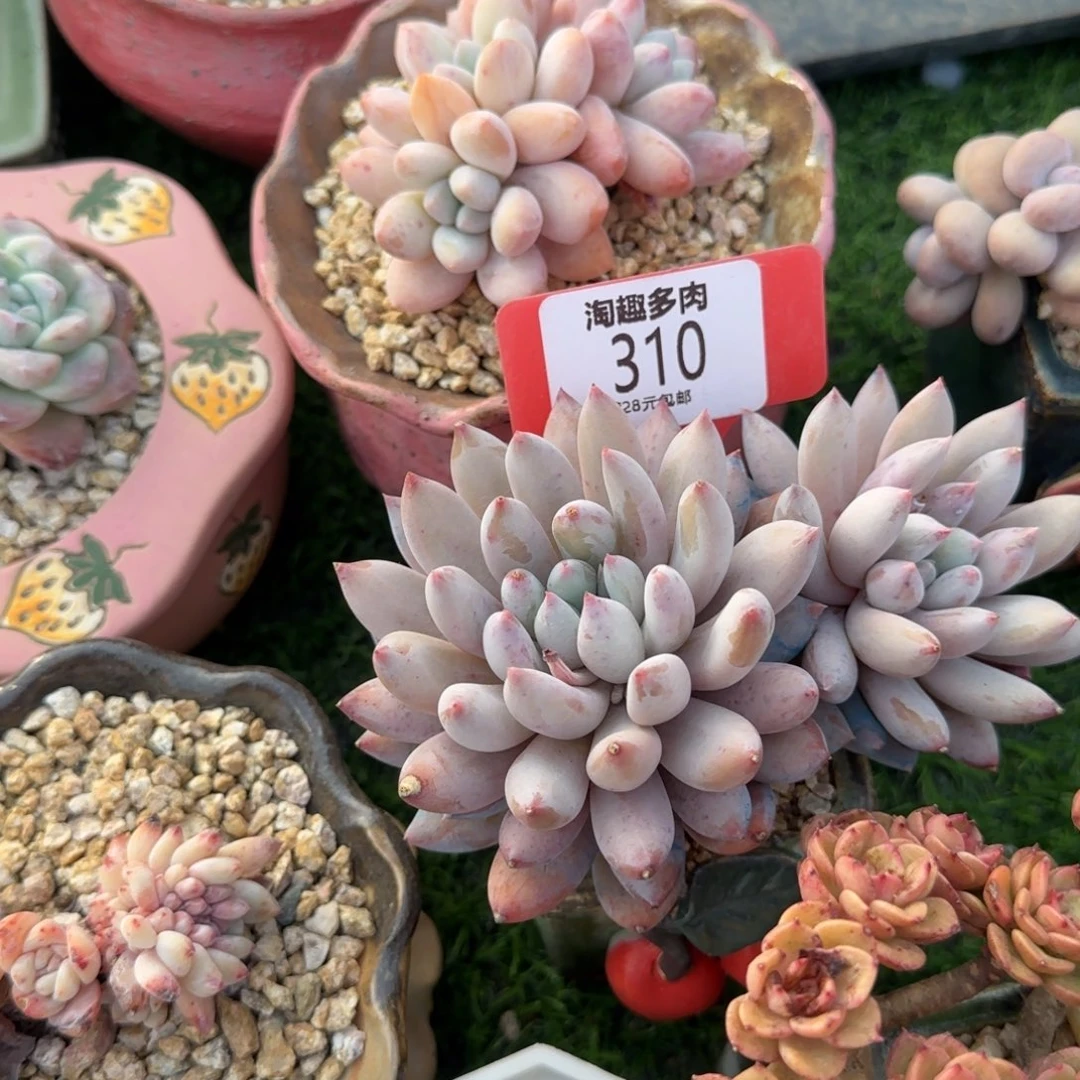 D****）多肉植物所罗门双头老庄