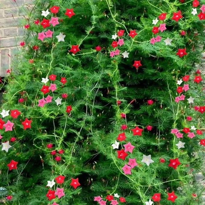 baxwar gul uruk 茑萝花种子15粒装