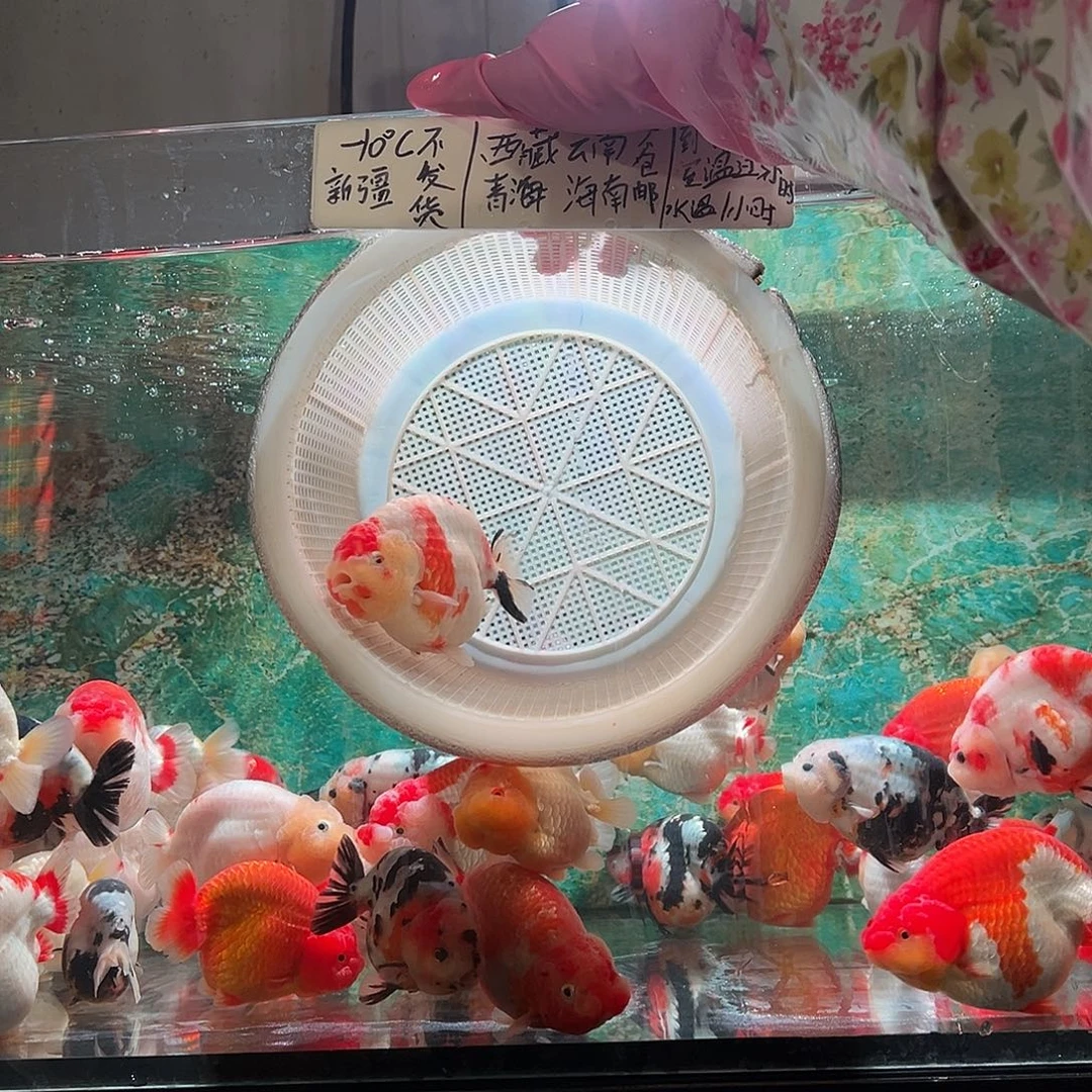 L***7金鱼樱花三色l7十二