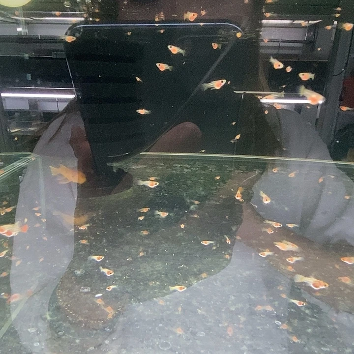 孔雀鱼深海蓝玻璃猫苗子10条