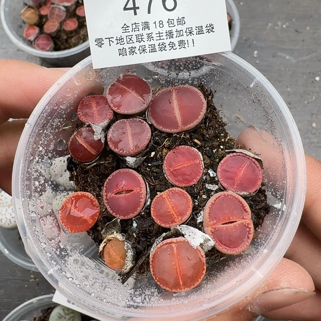 476比利时ko三年满18包邮