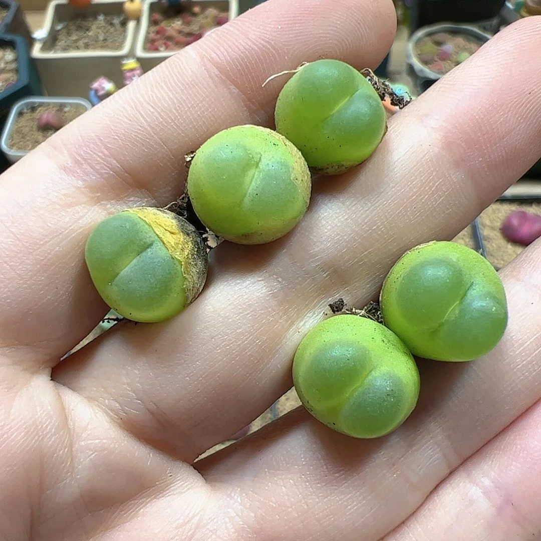 【闪购商品】267 拉登