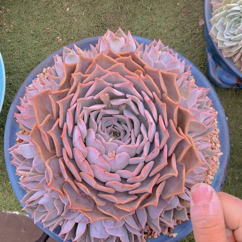 【闪购商品】彩虹露西哪