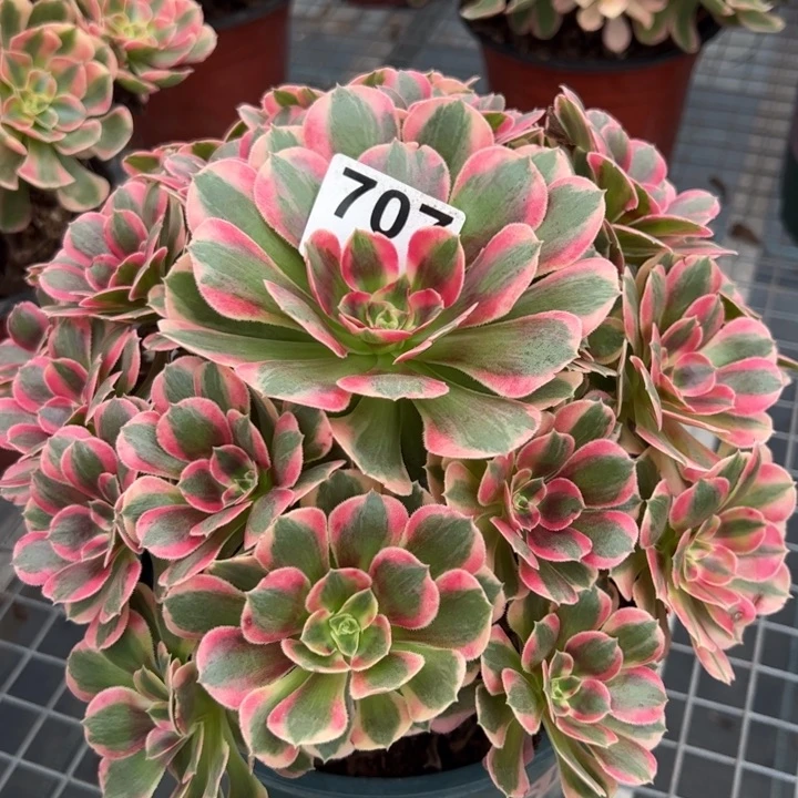 707妖月23厘米左右