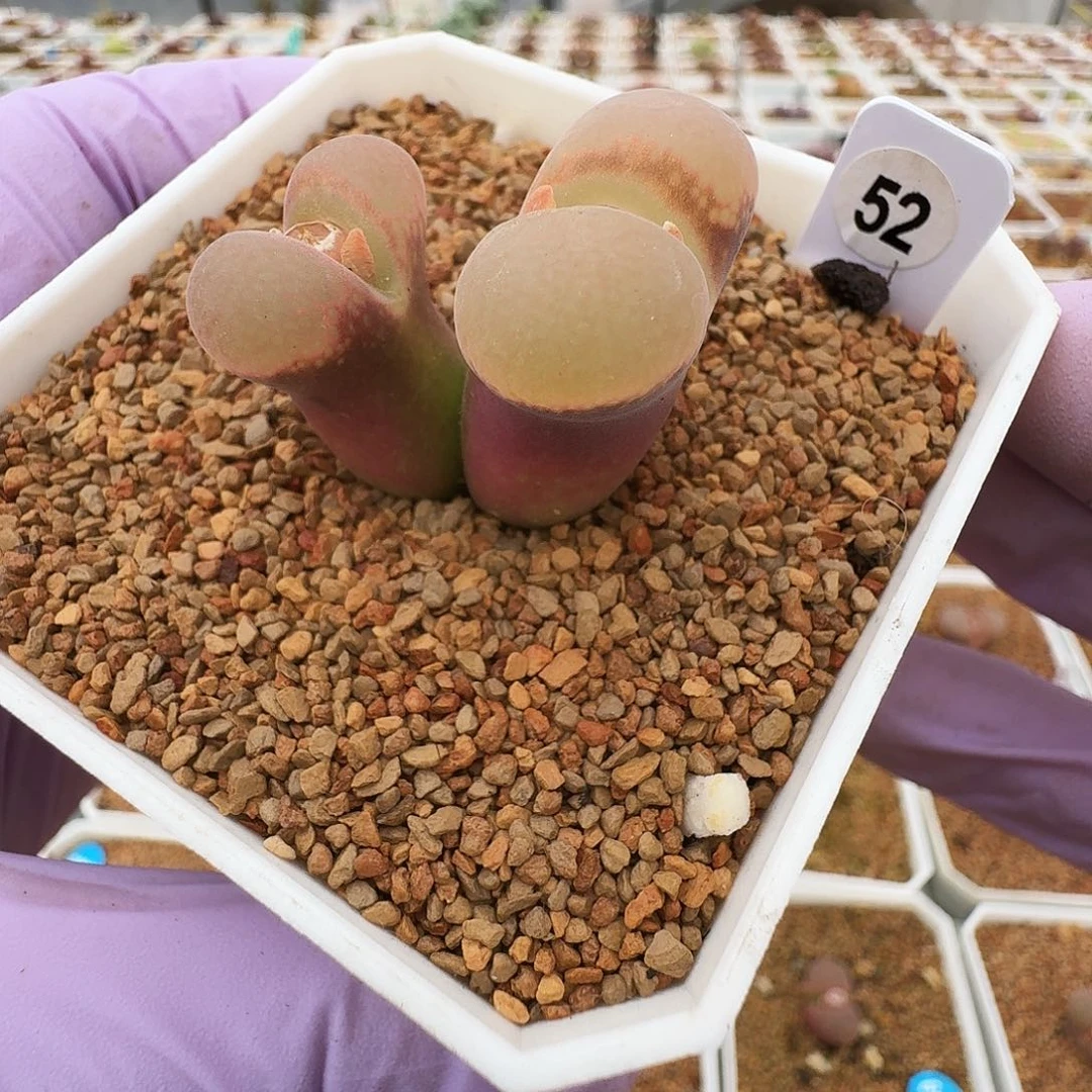 多肉植物赤焰美人母本52