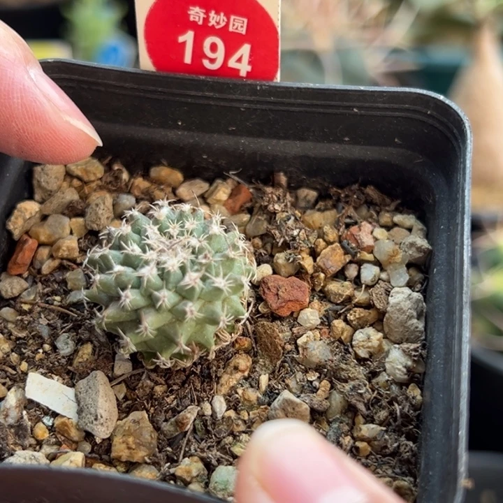 实生海胆娇丽一棵2.2cm一棵仙人球