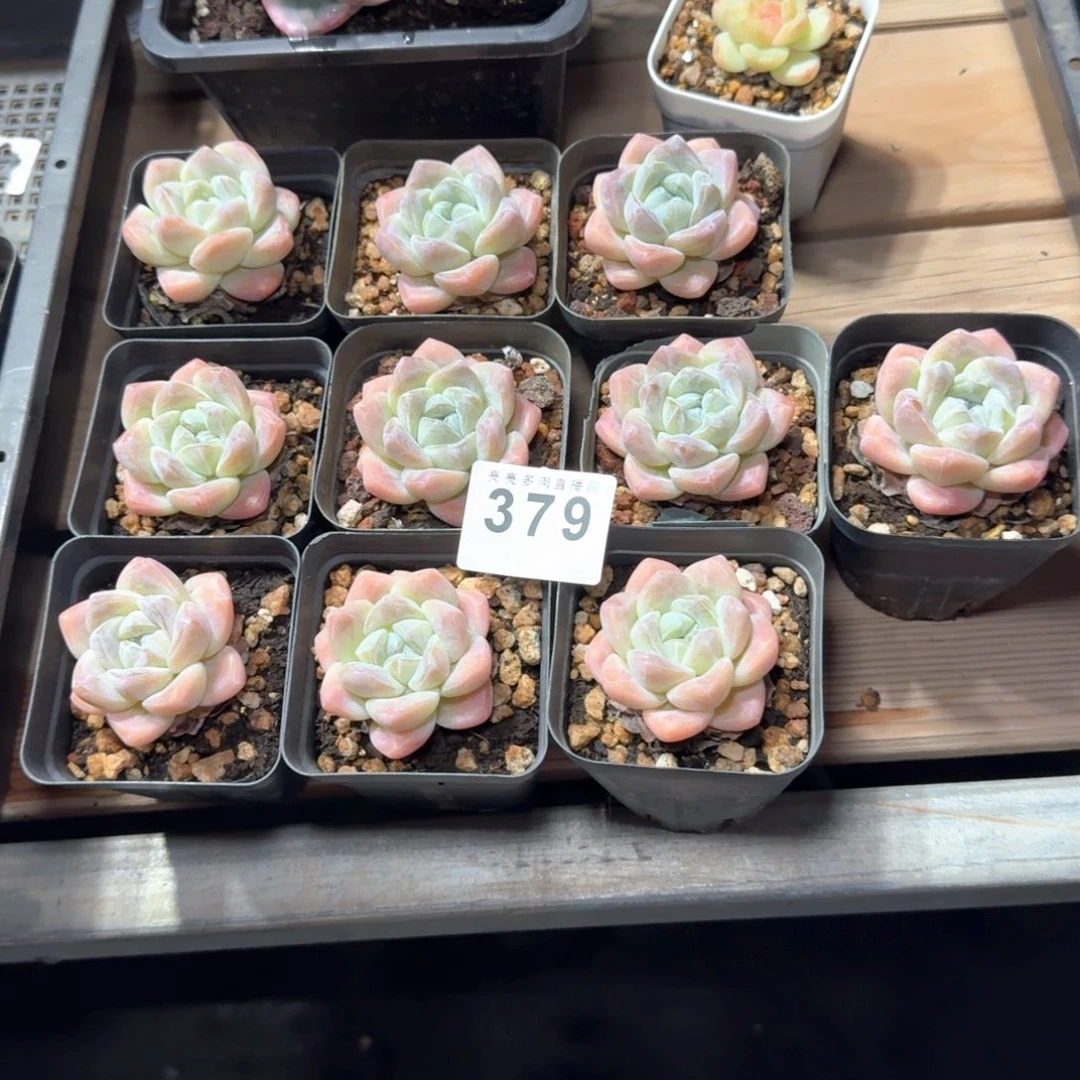 我***微十颗冰玉            精美多肉植物