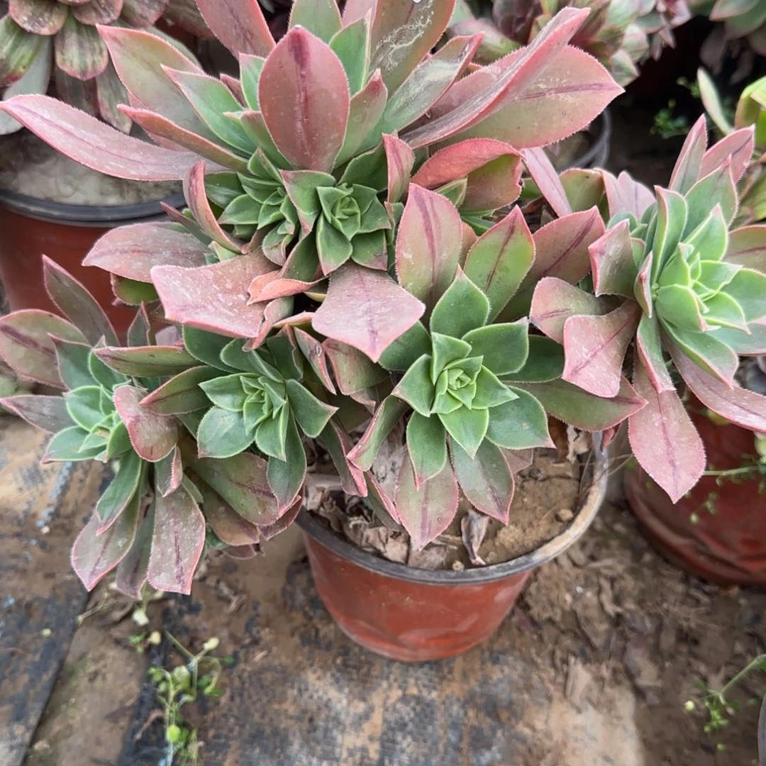 红叶多肉640满28包邮断枝不包