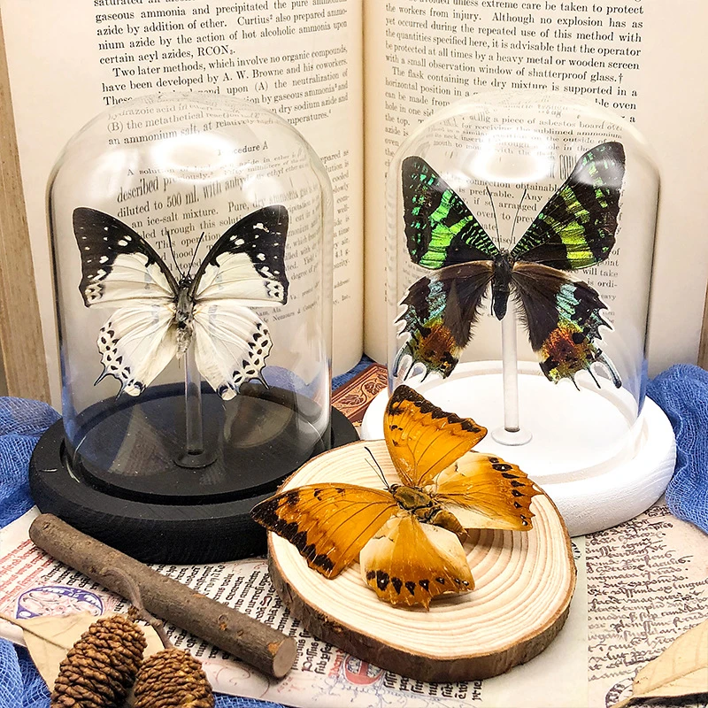 真实蝴蝶标本教学玻璃罩工艺品收藏摆件装饰生日礼物礼品太阳娥