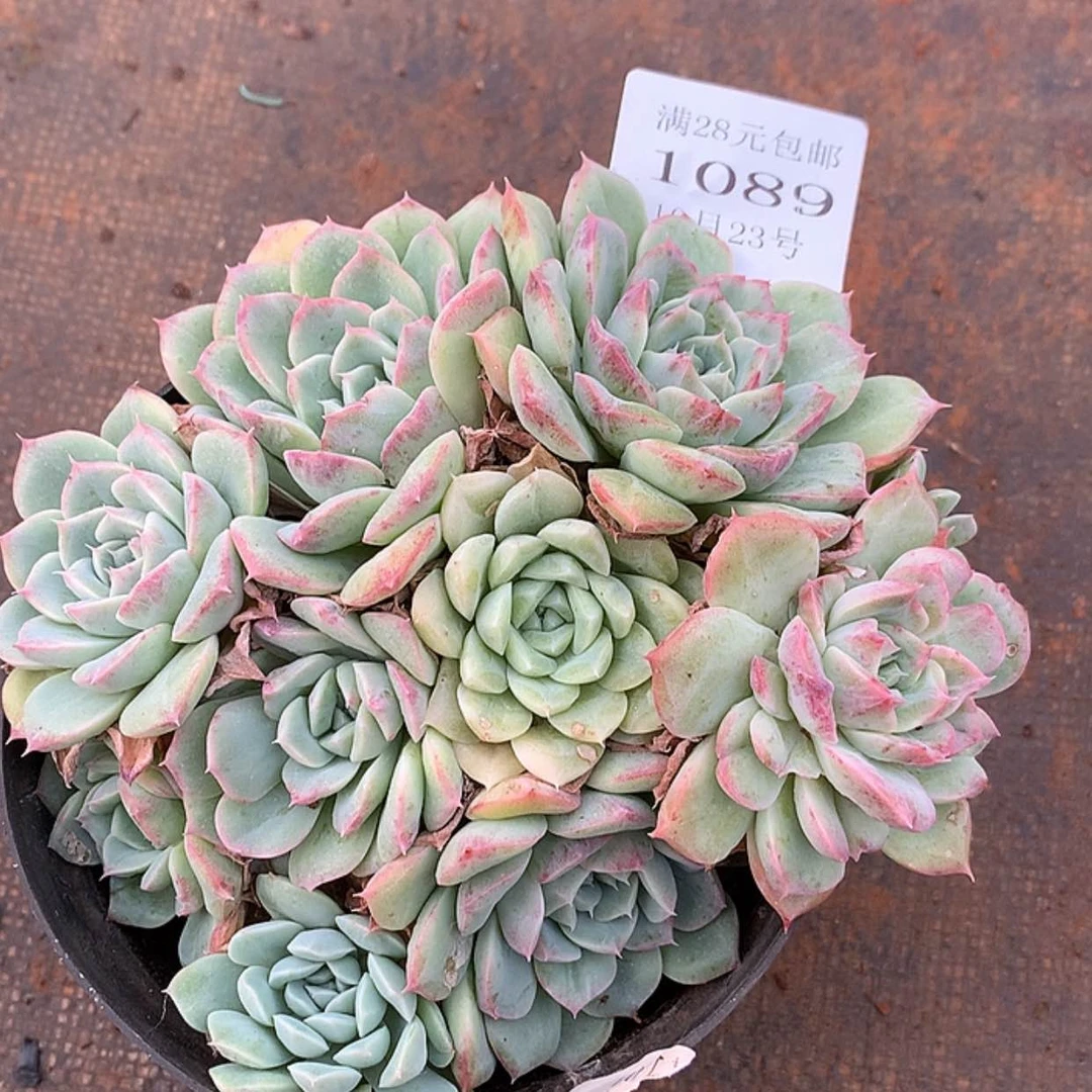 【闪购商品】云1089号