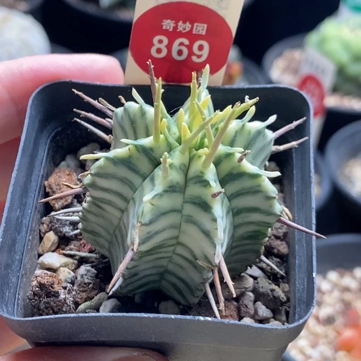 强刺斑马魁伟玉锦3.5cm一棵