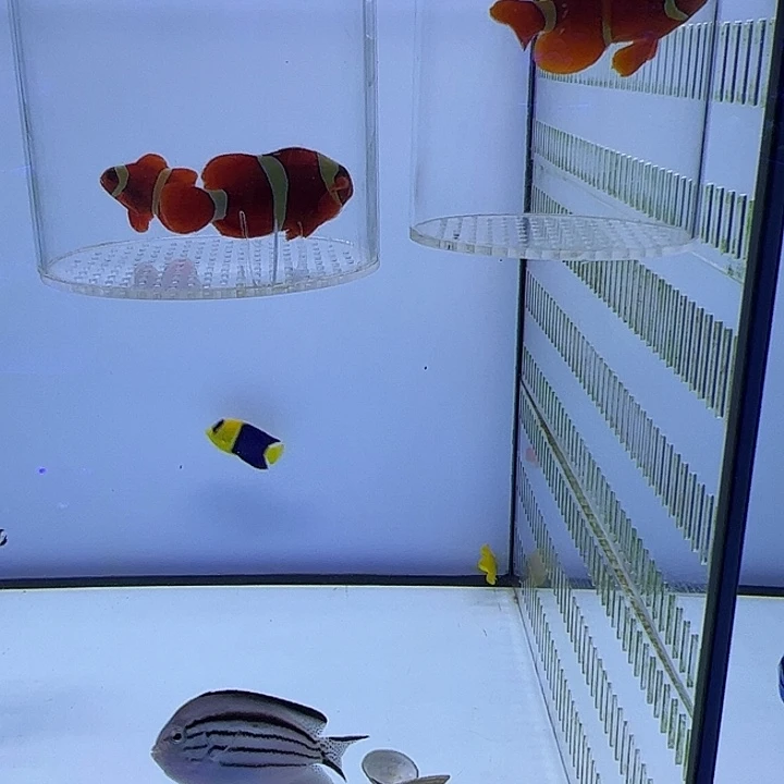 海水鱼金透红一对 450 单只7cm 200