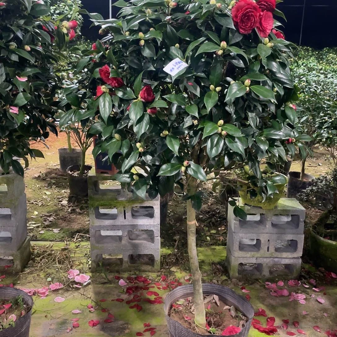 明***媒全部花朵金碧辉煌111