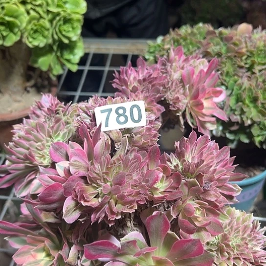 哈***哈多肉植物一个女巫780