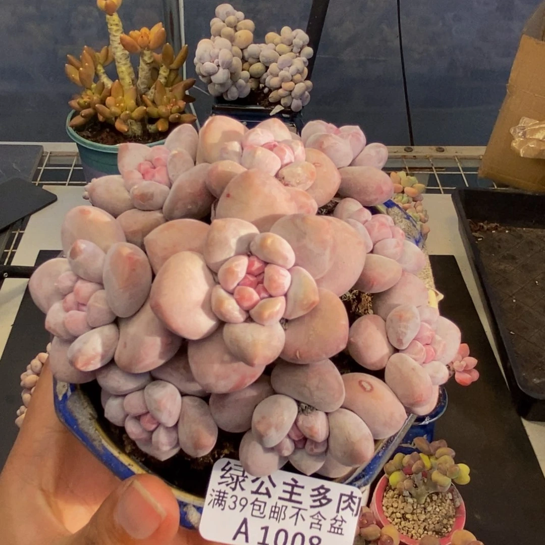 008香水多肉肉10cm