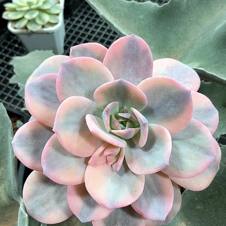 奶茶锦 预定侧芽多肉植物