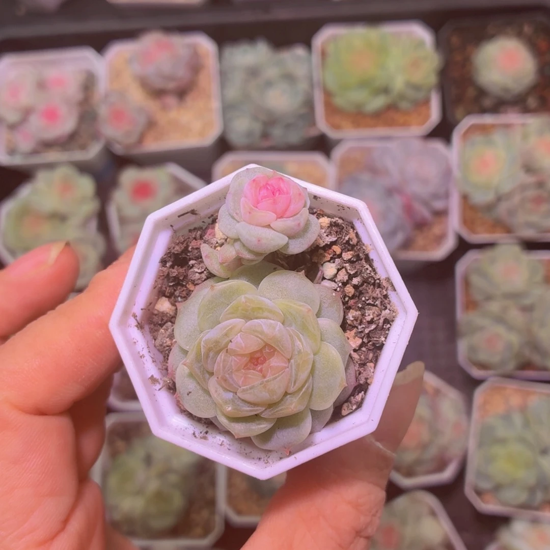 素心多肉植物双头