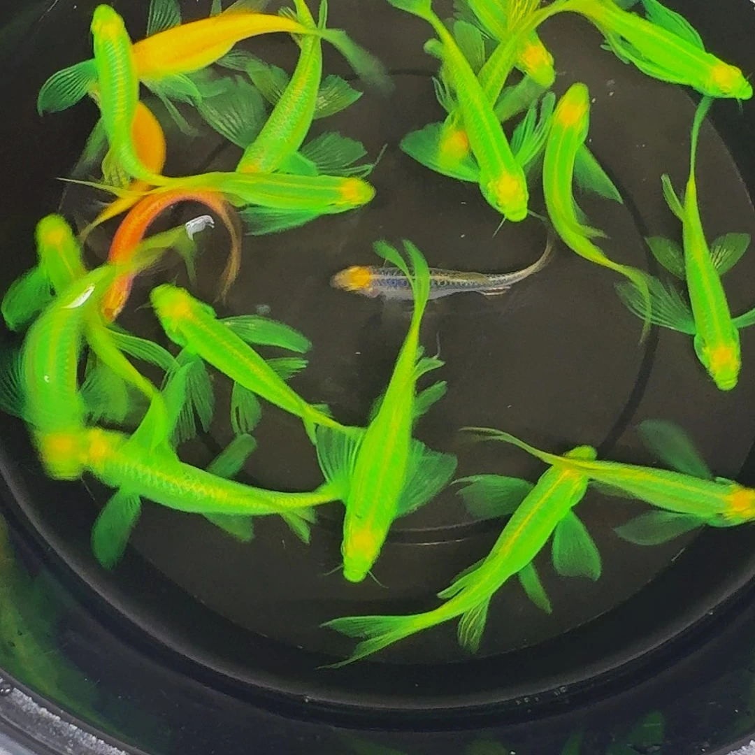 斑马鱼蝶翼斑马微瑕次20