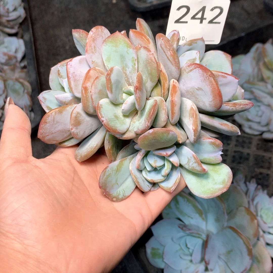 #242不拍冷链不售后