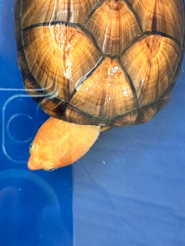 红面蛋龟专属链接