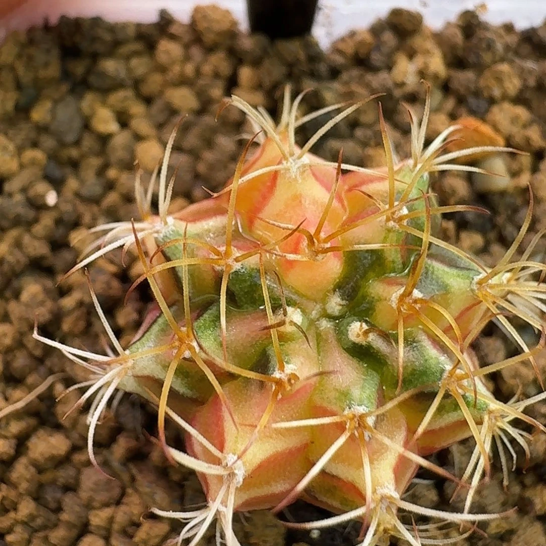 米哈实生自然锦136