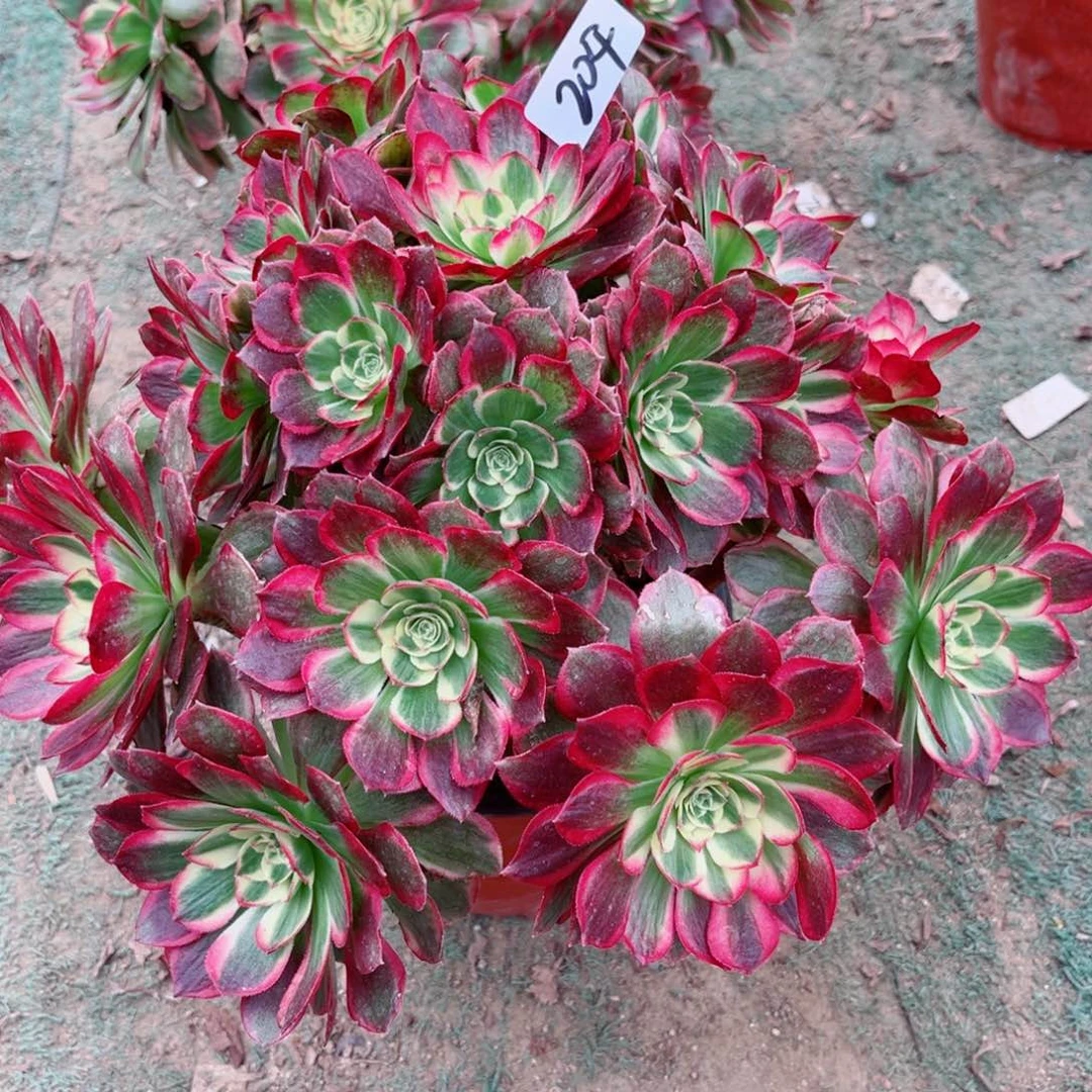 二***姨204海王变异法师多肉植物