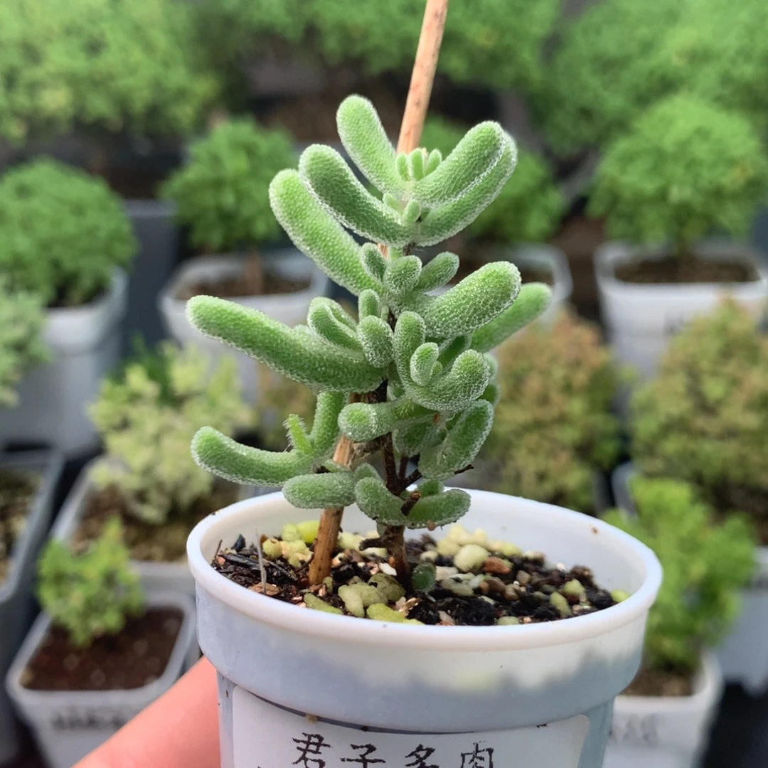588红叶。