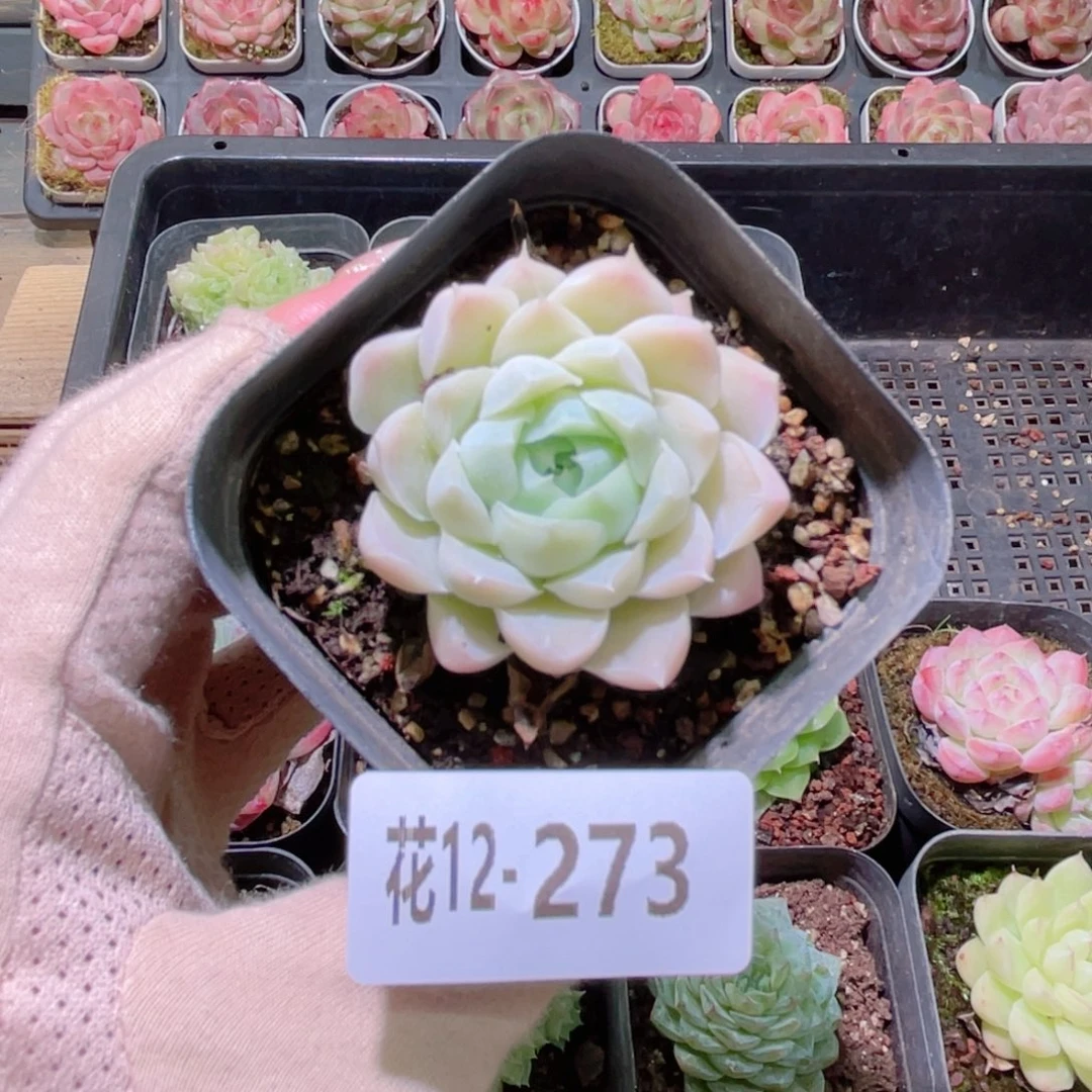 花利美12-273白月影