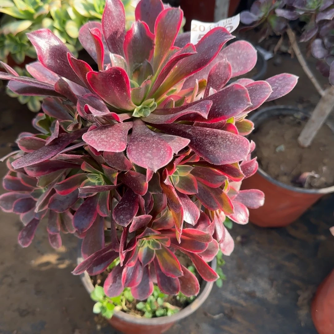 金丝576满20包邮断枝不包瑕疵