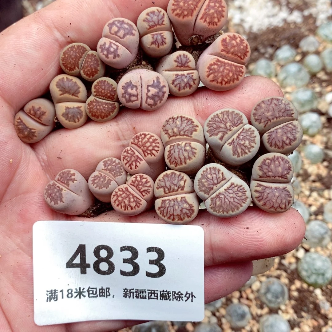 4833。