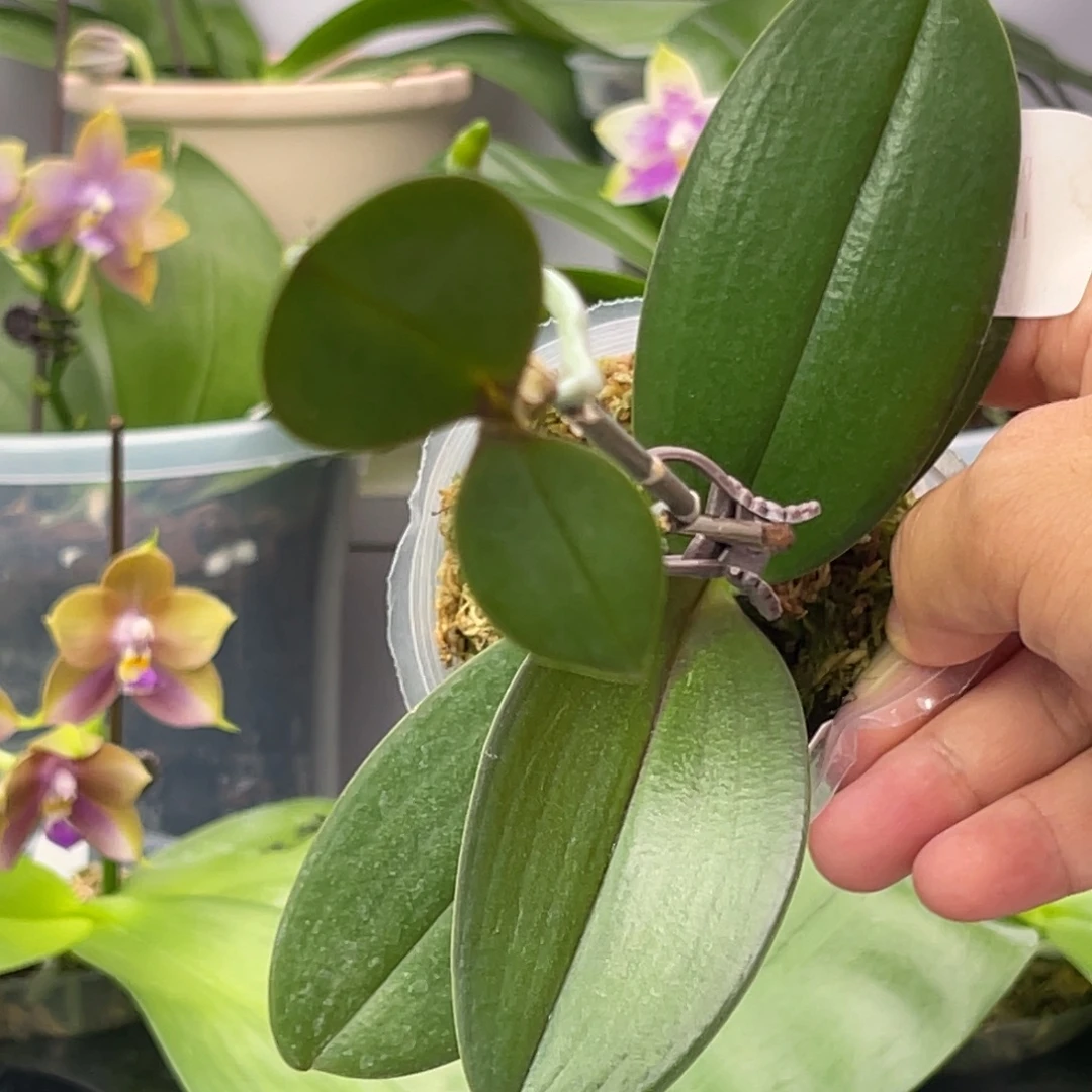 完全开放346 2.8带高芽23KX 一物一拍