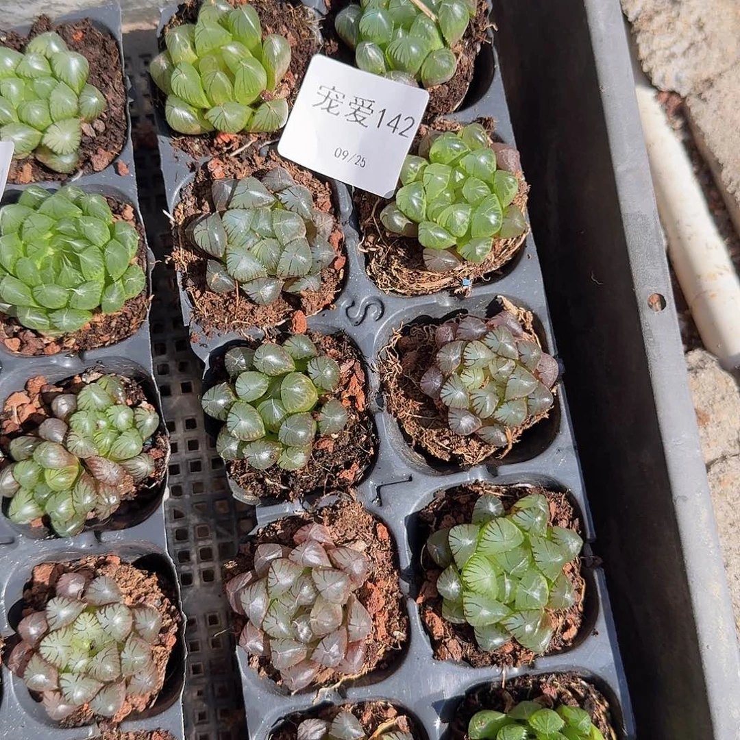直播福利一物一拍142
