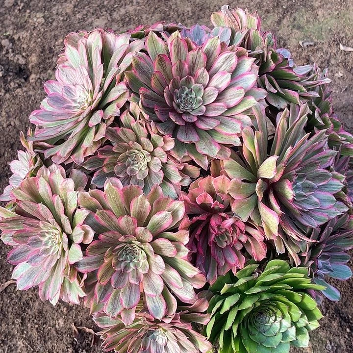 多肉植物玲珑649