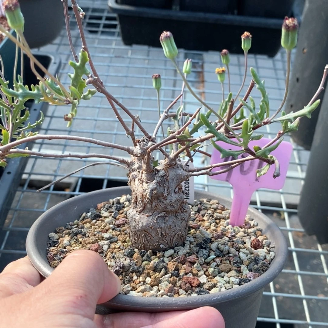 海豚叶厚敦菊多肉植物