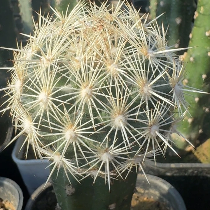 海胆丸66666666666