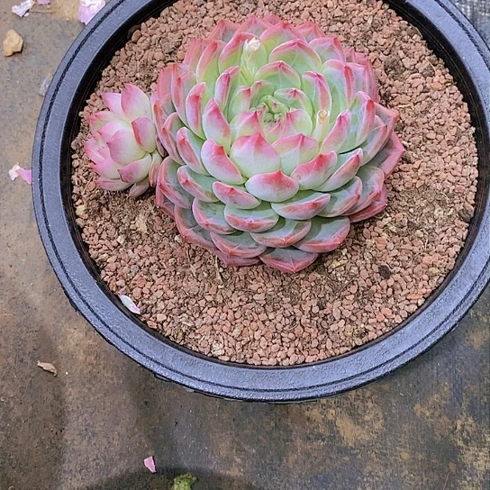 E*红茑多肉植物老桩