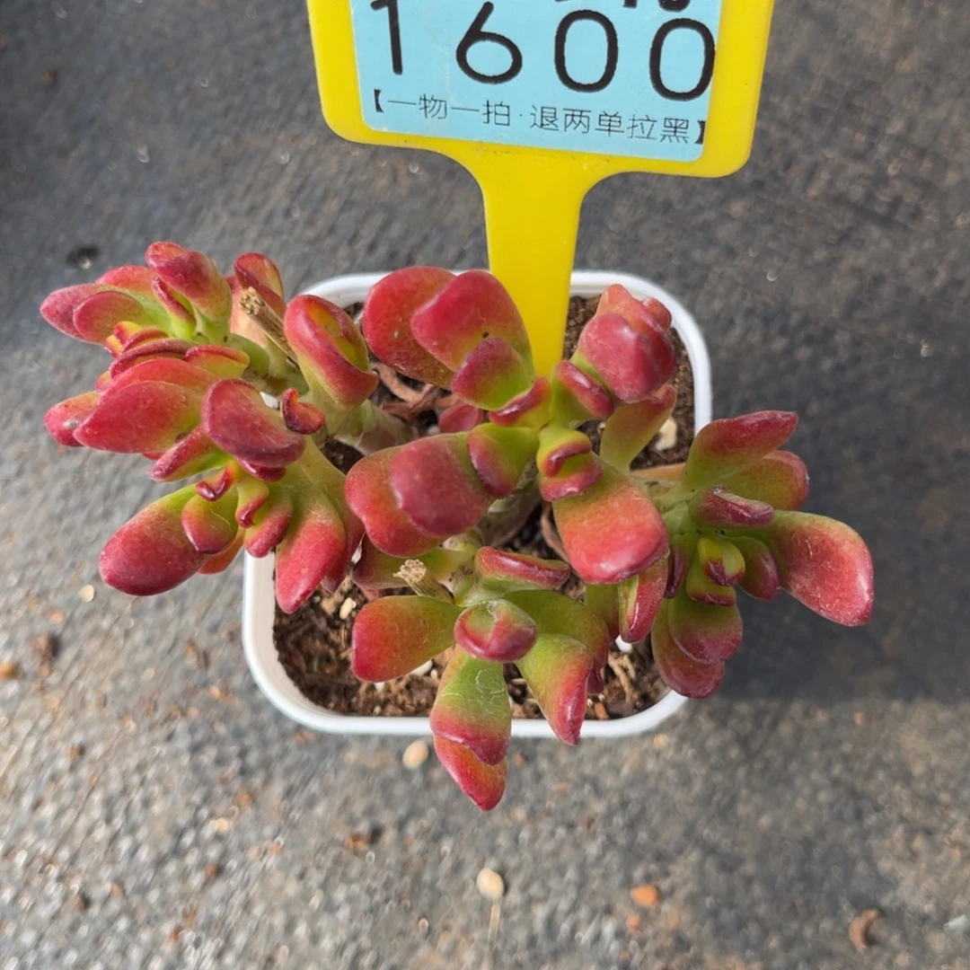 云尘多肉一物一拍1600