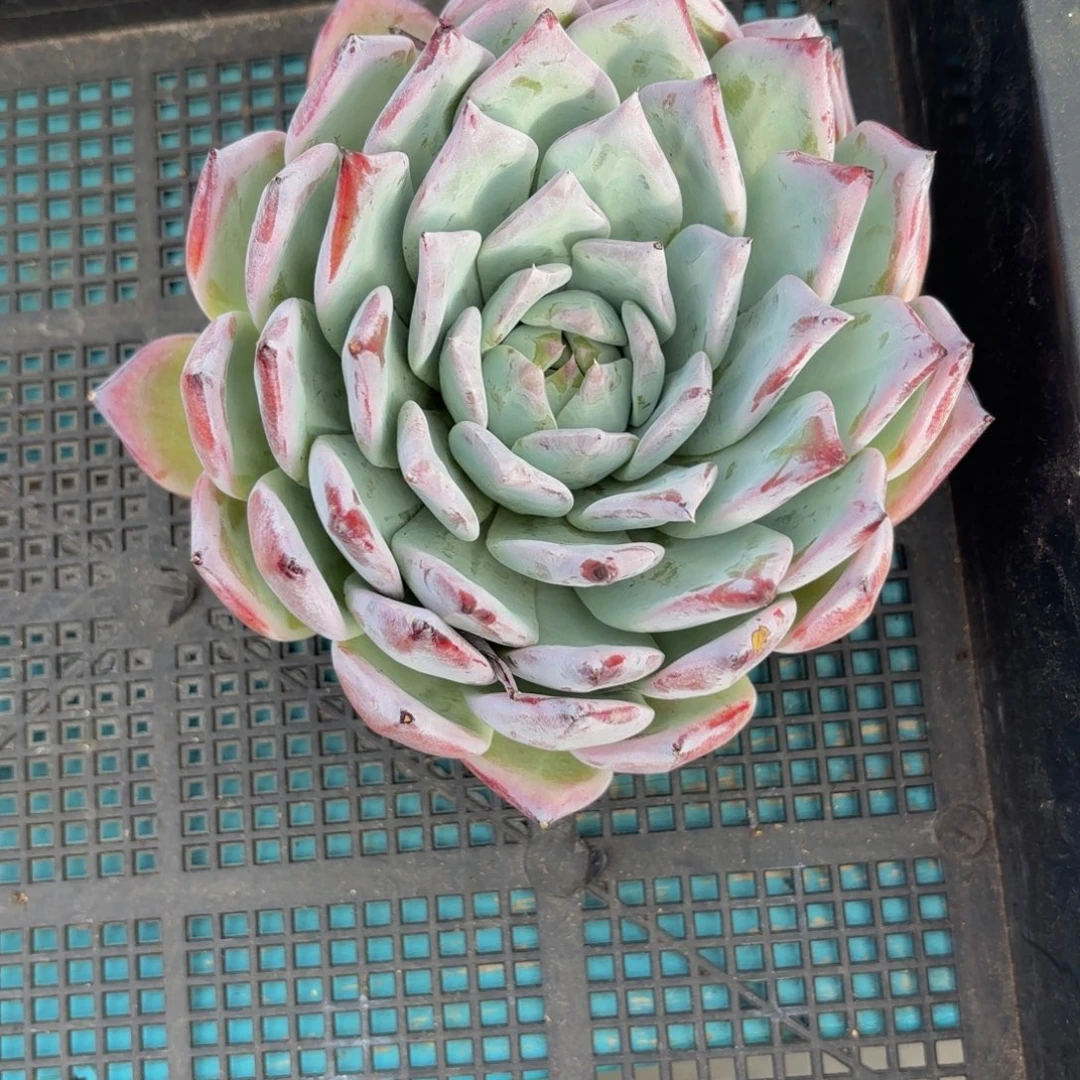 阳****沙巴士多肉植物一物一拍